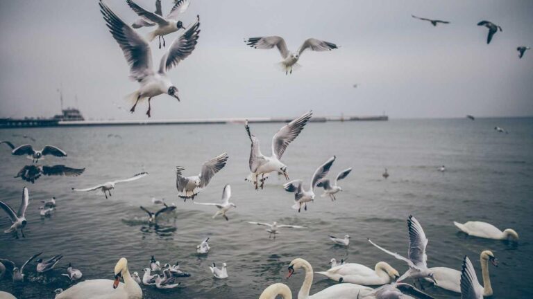 Where Do I Enter A 99Exch Referral Code During Signup?